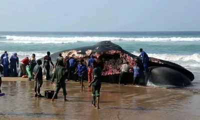 Blue Whale Bitten in Half: The Mystery Behind This Bizarre Incident